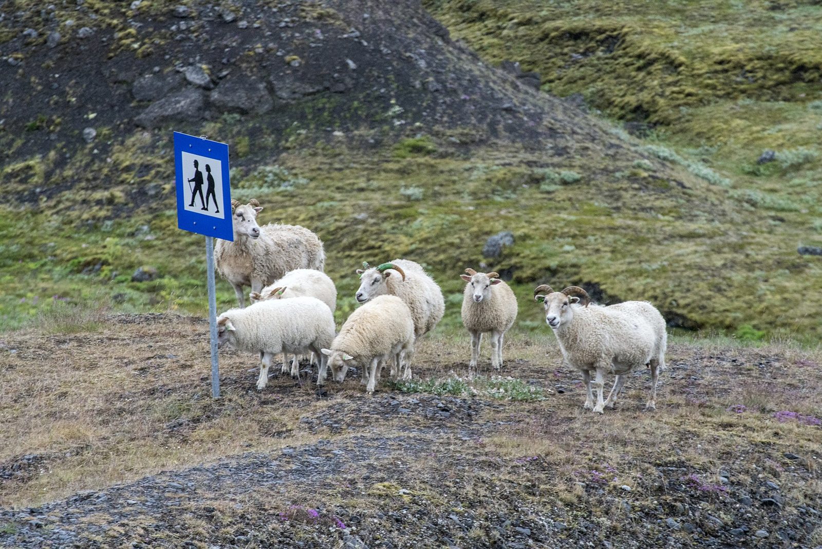 The F208 Fjallabaksleið nyrðri gravel road winding through the Fjallabak highlands in summer